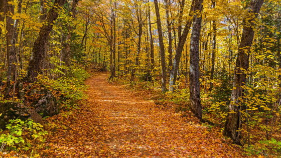 Get in a Hike Nov. 17 Around Michiana | Cressy & Everett
